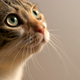Illustration for article titled Shooting Challenge Pets Gallery 5